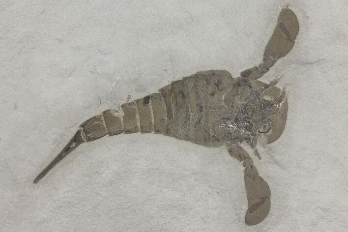 Eurypterus (Sea Scorpion) Fossil - New York #173015